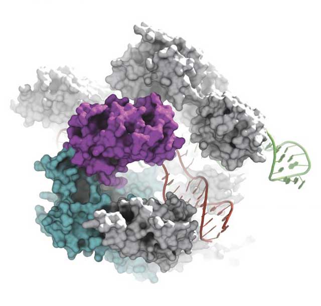 Biologists Create More Precise Molecular Scissors for Genome Editing ...