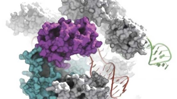 Biologists Create More Precise Molecular Scissors for Genome Editing ...