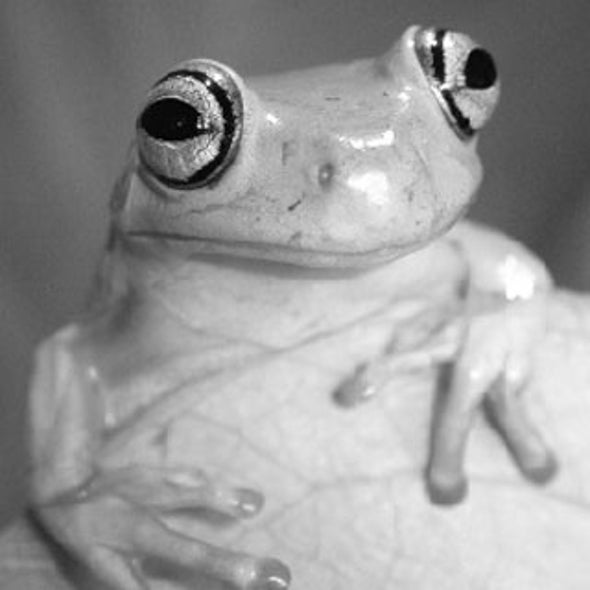 Sticky Business: Tree Frogs Hang Tight--But How?