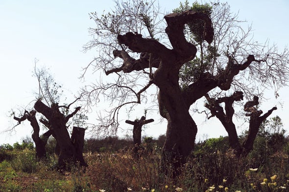 Mistrust of Scientists Is Allowing the <i>Xylella</i> Bacterium to Kill Italy's Olive Trees