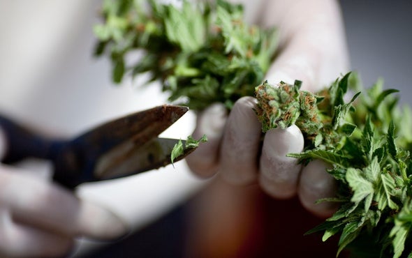 High Hopes Ride on Marijuana Amid Opioid Crisis