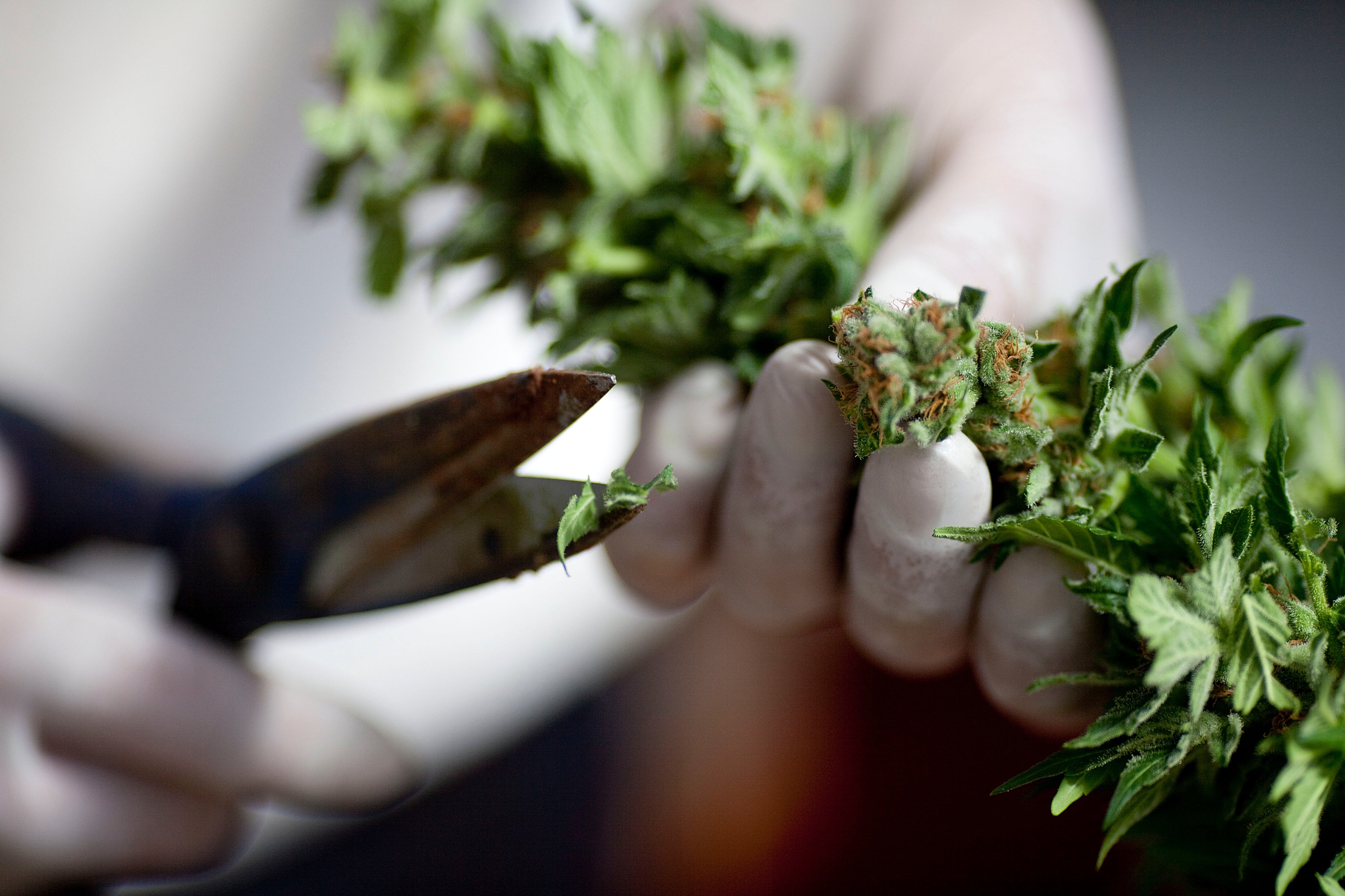 Amid Opioid Epidemic States Experiment >> High Hopes Ride On Marijuana Amid Opioid Crisis Scientific American Amid Opioid Epidemic States Experiment >> High Hopes Ride On Marijuana Amid Opioid Crisis Scientific American