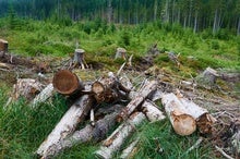 European Forests Have Become More Vulnerable to Insect Outbreaks