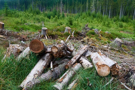 : Dead and felled trees attacked by a bark beetle in a forest near the Plesne lake in the Czech Republic's Sumava National Park.