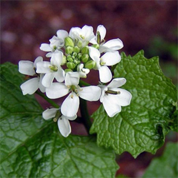 Global Garlic Mustard Field Survey