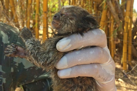Scientific American Logo