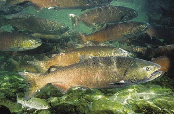 Last-Ditch Plan Aims to Prevent First Drought Extinction of Native Fish