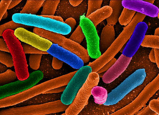 A Faster Way to Diagnose Antibiotic Resistance