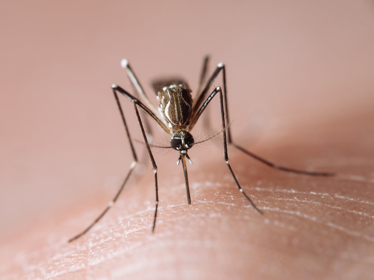 Artificial Light Keeps Mosquitoes Biting Late into the Night