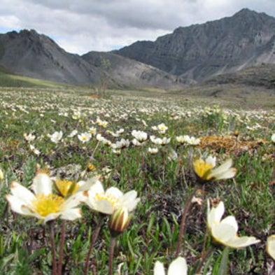 Vegetation May Speed Warming of Arctic Scientific American