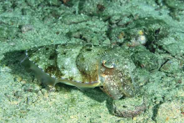 Cuttlefish Are Dazzling, But Do They Dream?