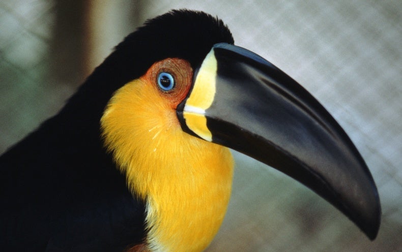 Bird Beak Shapes Depend on More Than Diet - Scientific American