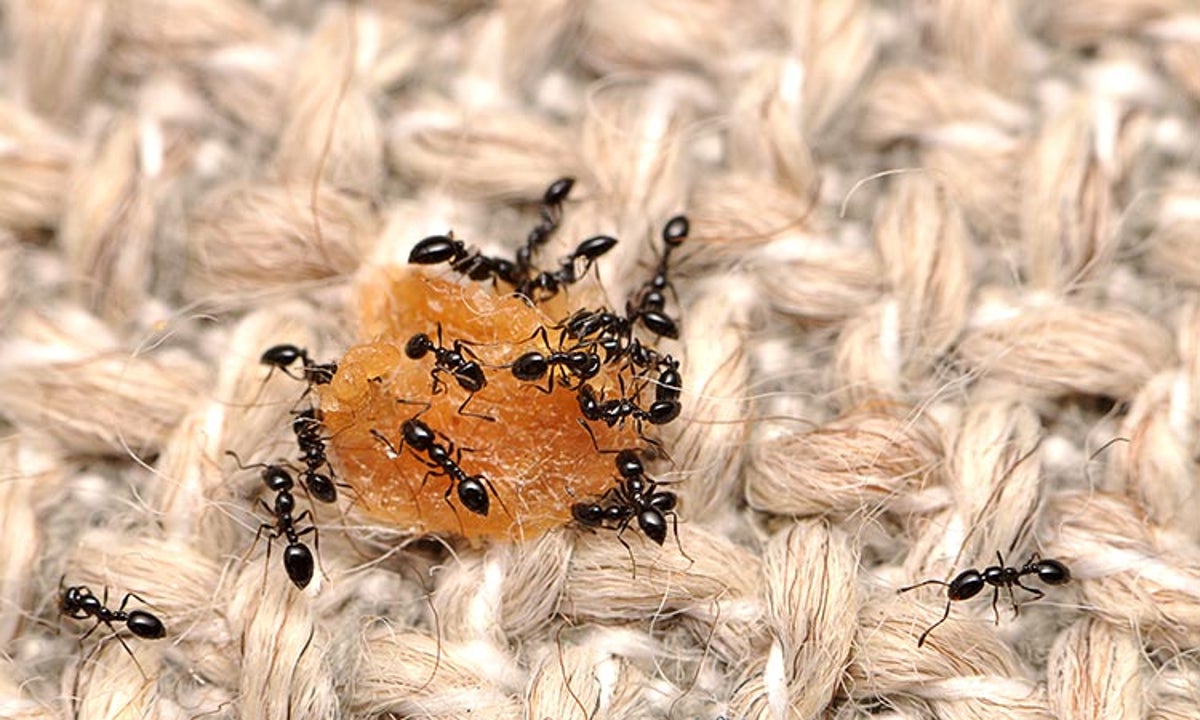 CARPET BEETLES AND YOUR HOME - Pest Control Jupiter