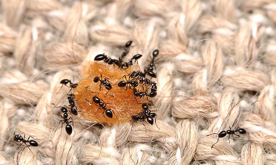 Teeming Insects The Walls Have Compound Eyes: Most Households Teem with Insect Life ...