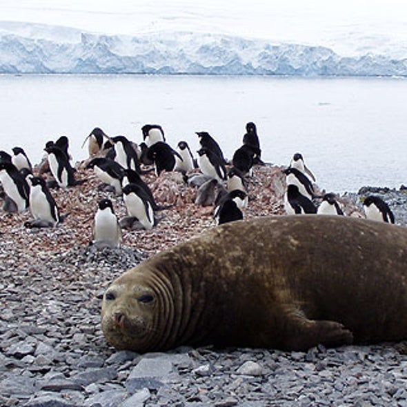 Life at the Poles: Eight Polar Animals That Face the Promise and Peril of Climate Change