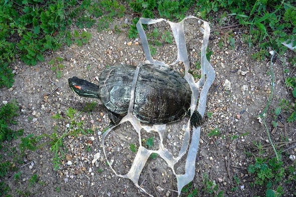 Imperiled Freshwater Turtles Are Eating Plastics--Science Is Just Revealing the Threat