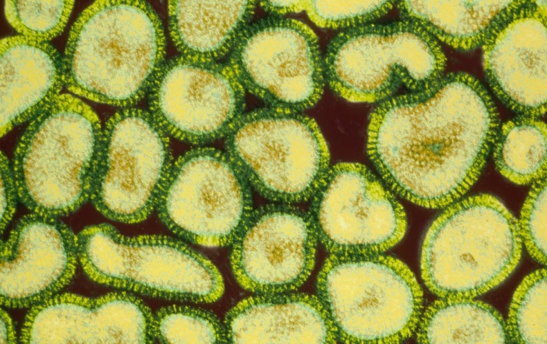 Are Viruses Alive Scientific American