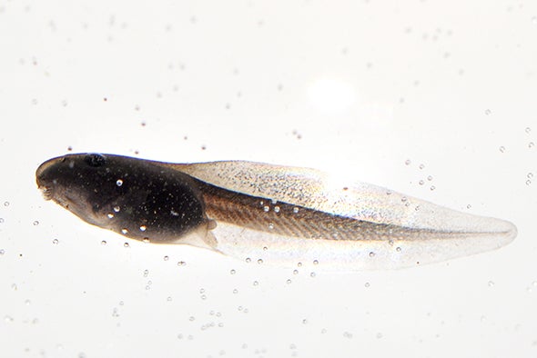Transplanted Eyes Let Tadpoles See from Their Tails