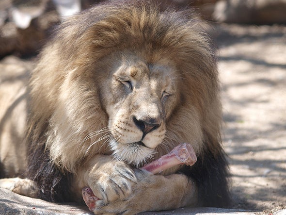 Tiger Trade Crackdown Boosts Lion Bone Sales