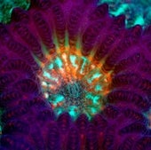 CORAL IN COLOR:
