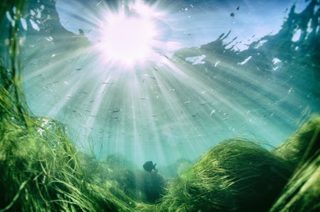 Beautiful fish under the sea with sun beam from the surface