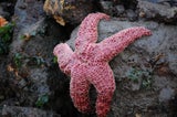 Sea stars may actually be walking heads with no bodies •