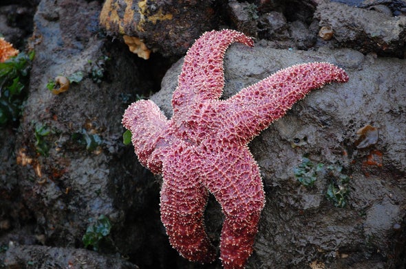 Starfish Can See in the Dark (among Other Amazing Abilities)