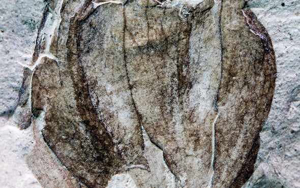 Salsa Primeval: 52-Million-Year-Old Tomatillo Found