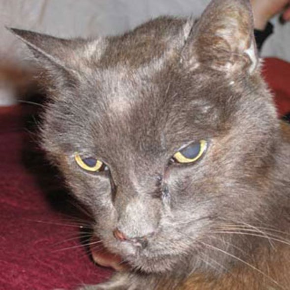 The Incredible Journey Microchip Id Reunites Owners With Cat 13 The Incredible Journey Microchip Id Reunites Owners With Cat 13 Years Later