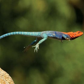 robotic lizard