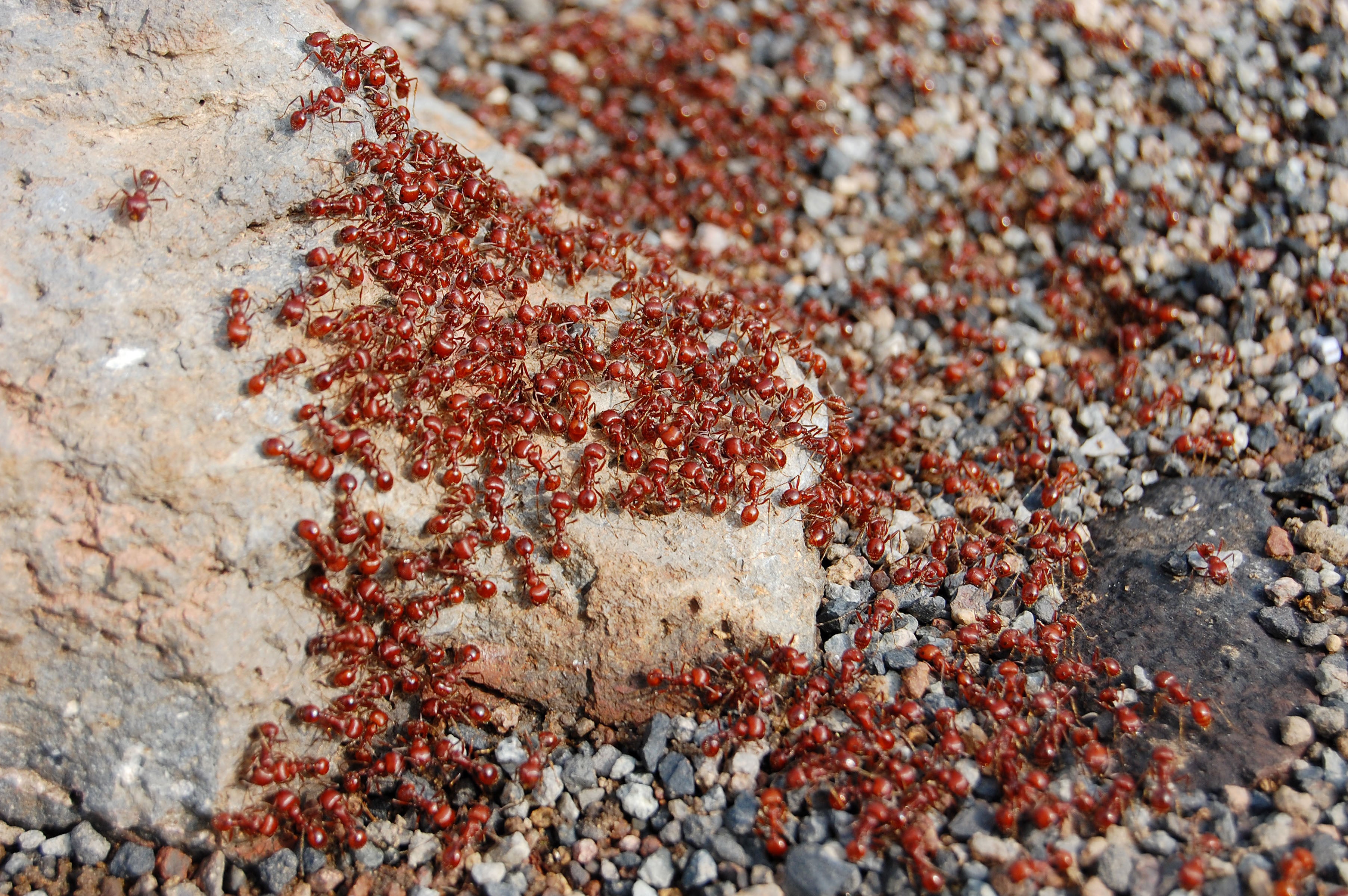 Brøl bevægelse Sølv If It Smells like Dirt, Fire Ants Are Interested - Scientific American