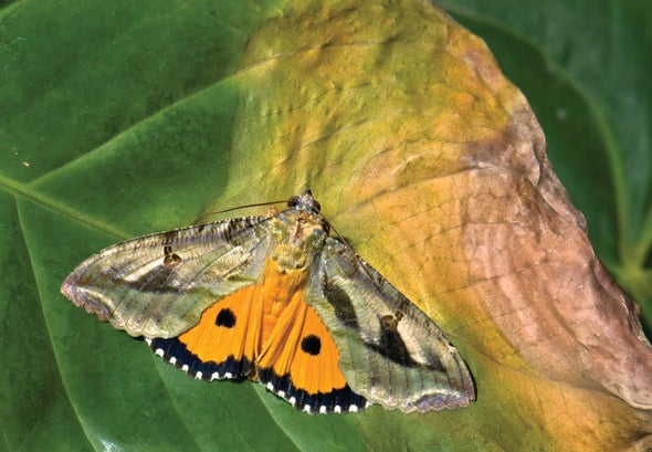 Nocturnal Moth Species Has a Flashy Secret