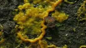 How Slime Molds Make Decisions