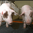 Scientists Engineer Pigs with Heart-Healthy Meat