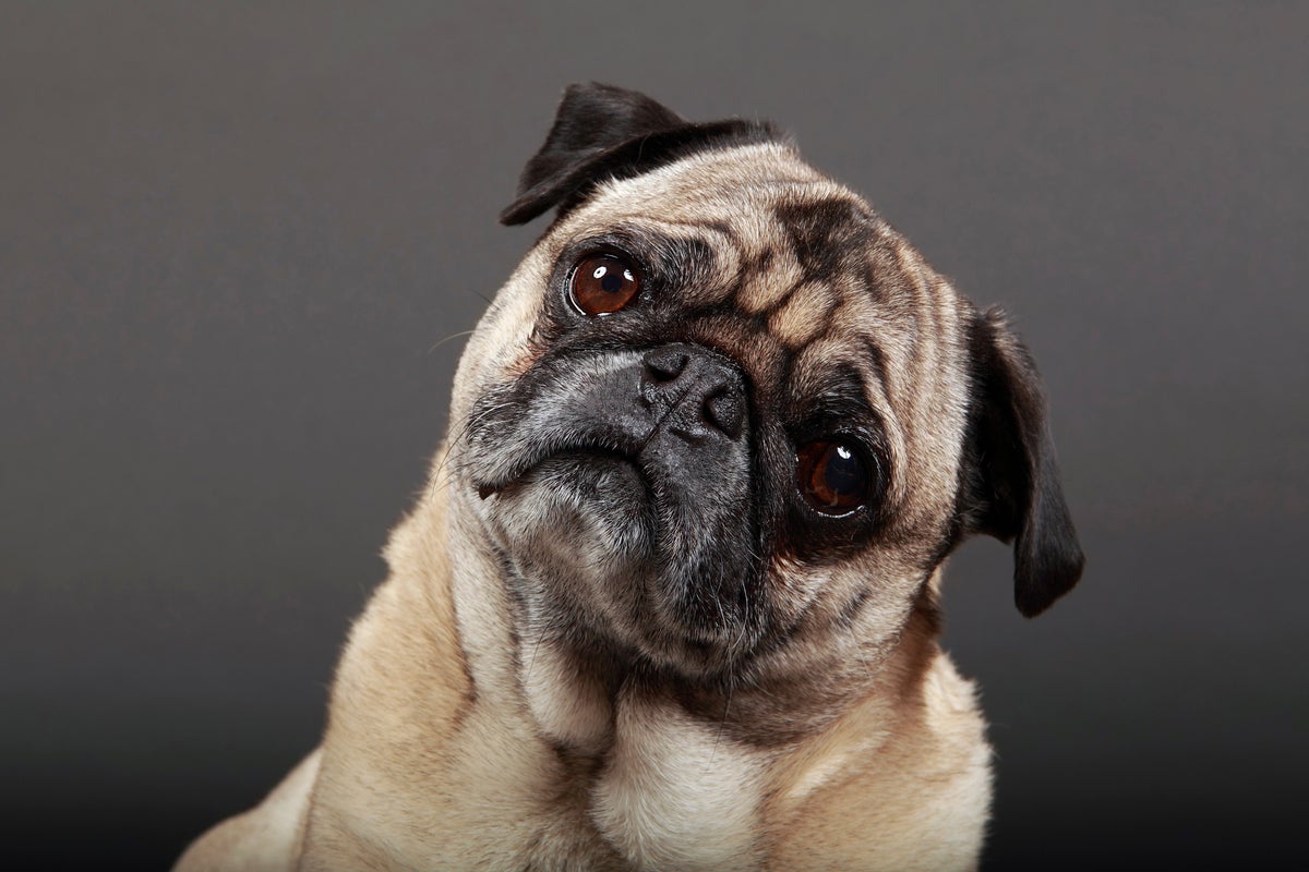 How Much Does My Dog Understand? Scientific American