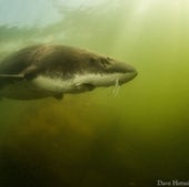 White sturgeon:&nbsp;