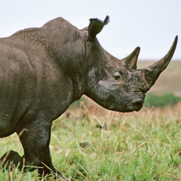 Drones Could Help Protect Kenyan Rhinos - Scientific American