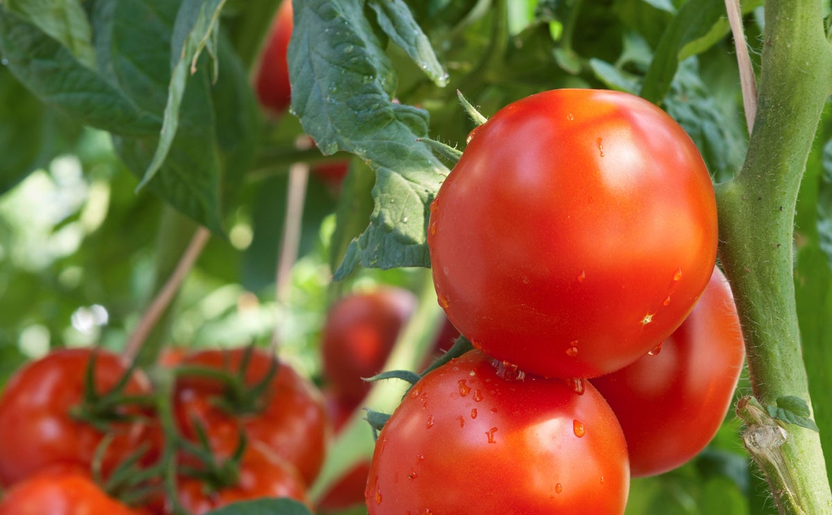 Scourge of squirrels: Gardener seeks balance in onslaught of tomato-craving  rodents