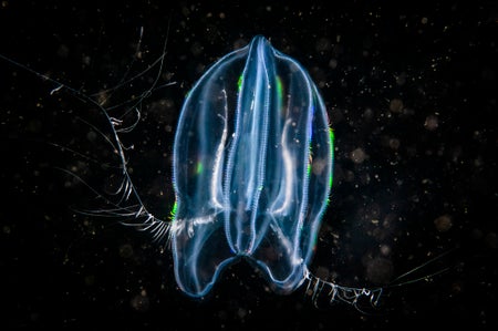 Comb jelly (Ctenophora) drifting underwater in the ocean water column in the St. Lawrence River