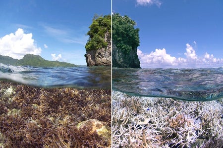 side by side view of full and bleached coral