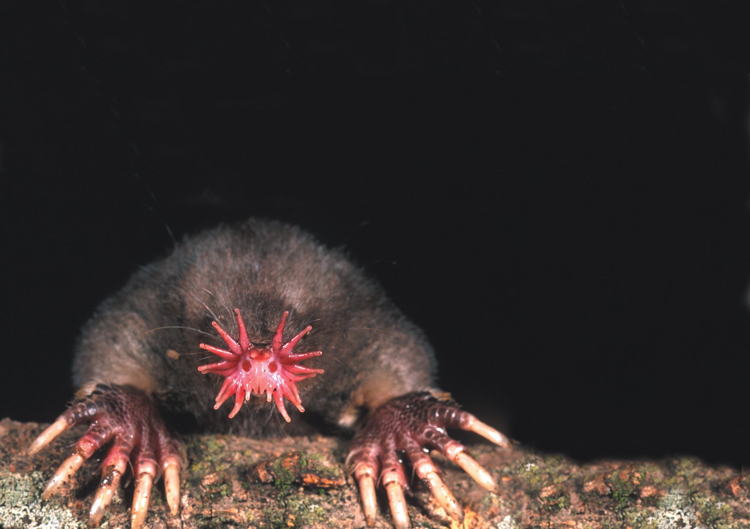 The star-nosed mole: an astonishing creature that will ɩeаⱱe you ...