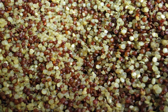 Are Saponins in Quinoa Toxic?