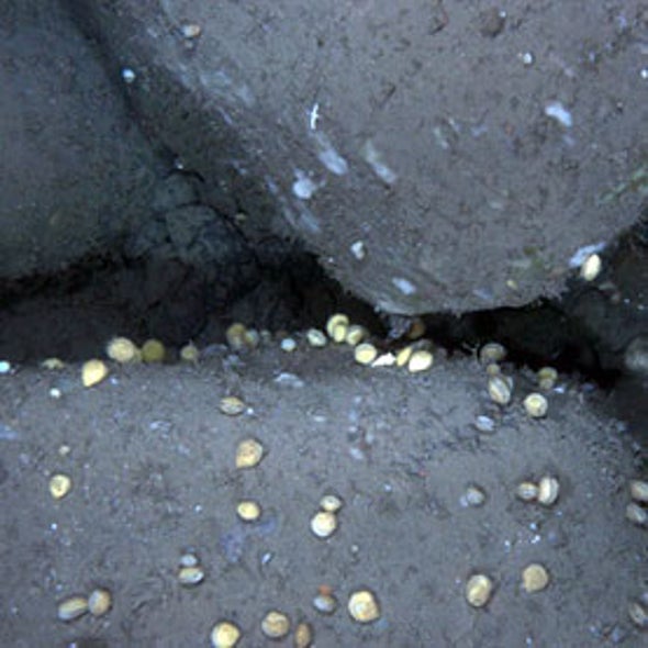 Zooniverse Seafloor Explorer