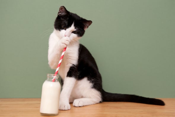 A Cat Turned Milk into Popular Plastic