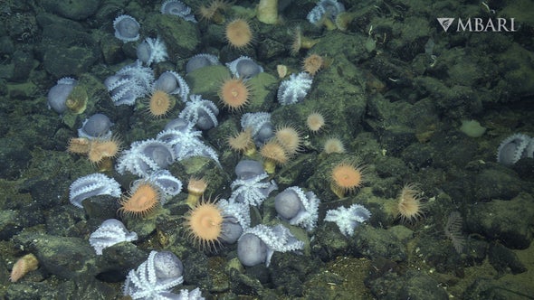 The Hot Secret behind a Deep-Sea 'Octopus Garden'