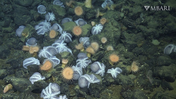 Approximately 30 female pearl octopus on ocean floor