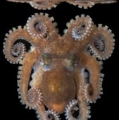 OBVIOUS OCTOPUS