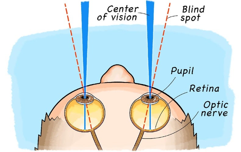 What Does Blind Spots Mean In English