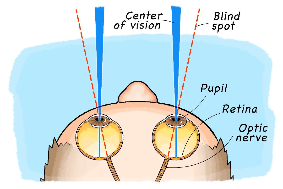 Find Your Blind Spot Scientific American