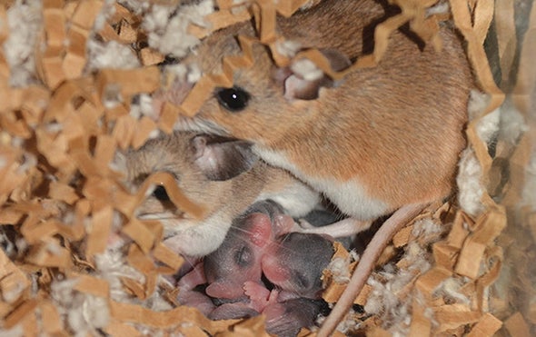Why Some Mice Seem to Make Bad Parents